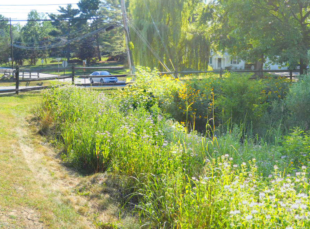 Photograph Valley Forge Trout Unlimited Sidley Basin Stormwater Retrofit. Image Credit: Meliora Design and Viridian Landscape Studio